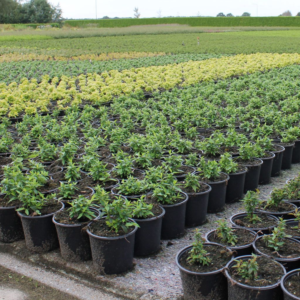 Tuinplantenkwekerij Johan Pijnenburg